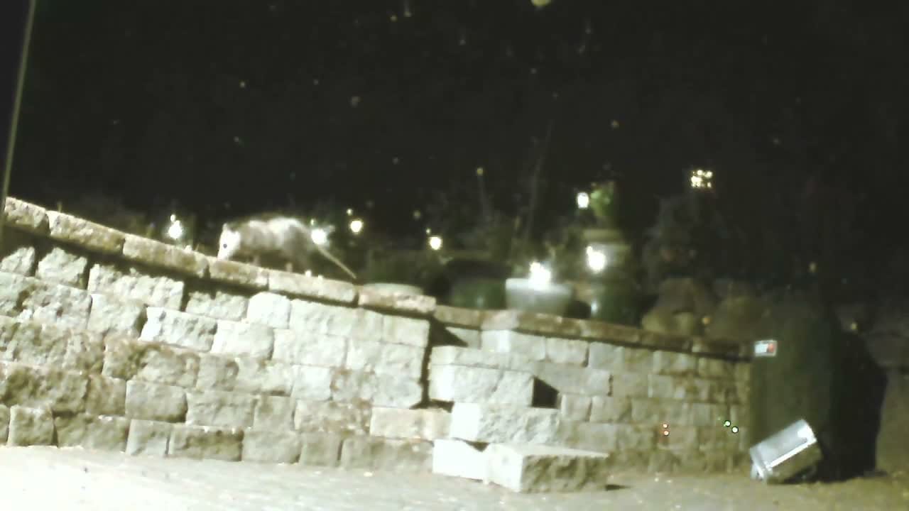 An opossum picking her way along the top of a stacked limestone retaining wall at night, lit pale by the camera, with a dark backyard and a few scattered lights behind her.