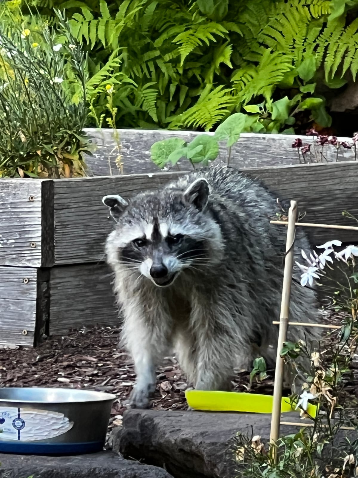 A raccoon sitting upright on a stone garden wall in daylight beside a yellow feeding dish, looking toward the camera.