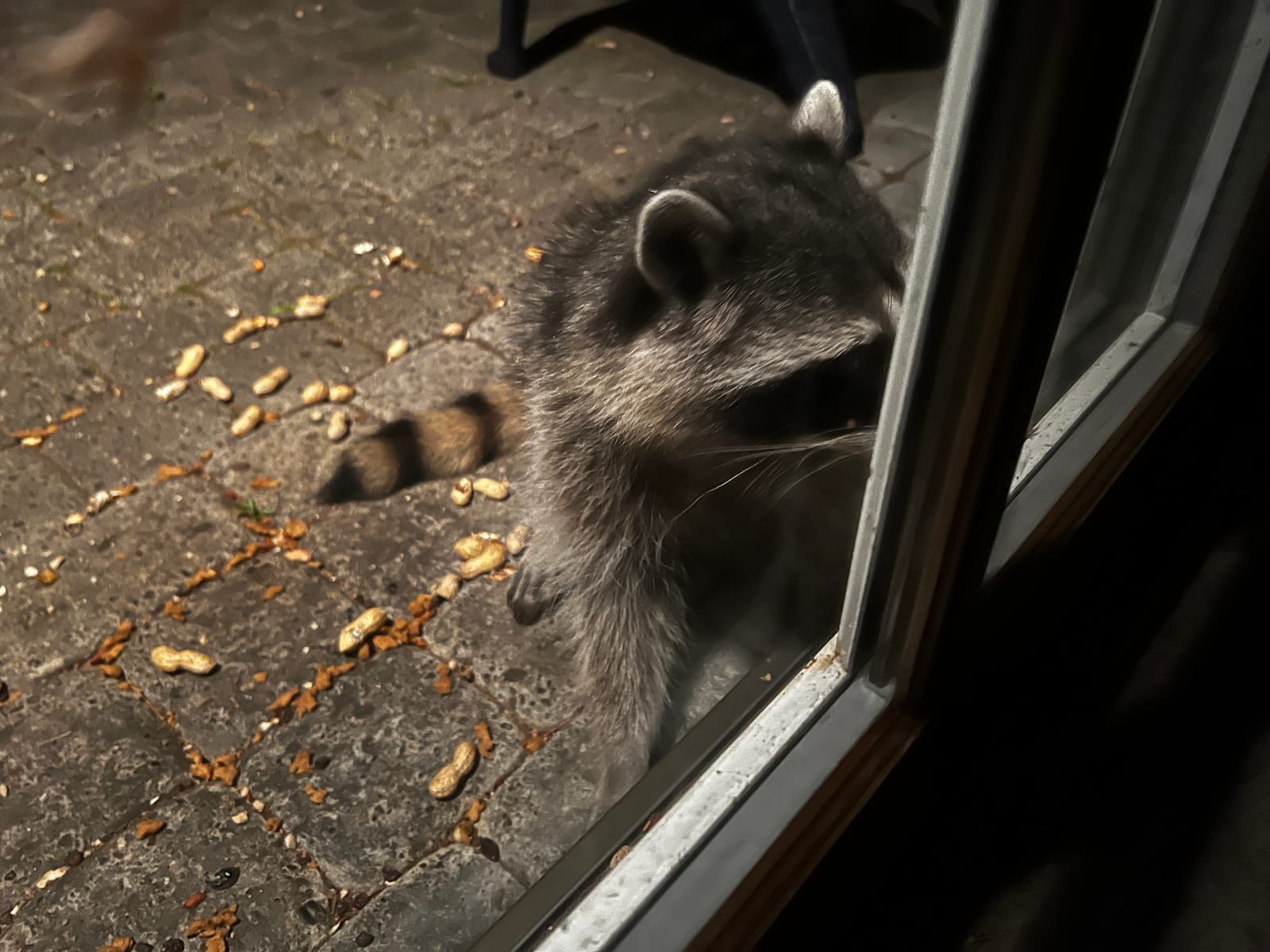 A raccoon sitting right up against the outside of a sliding glass door at night, seen from inside in close profile, with peanuts scattered across the paving stones behind it.