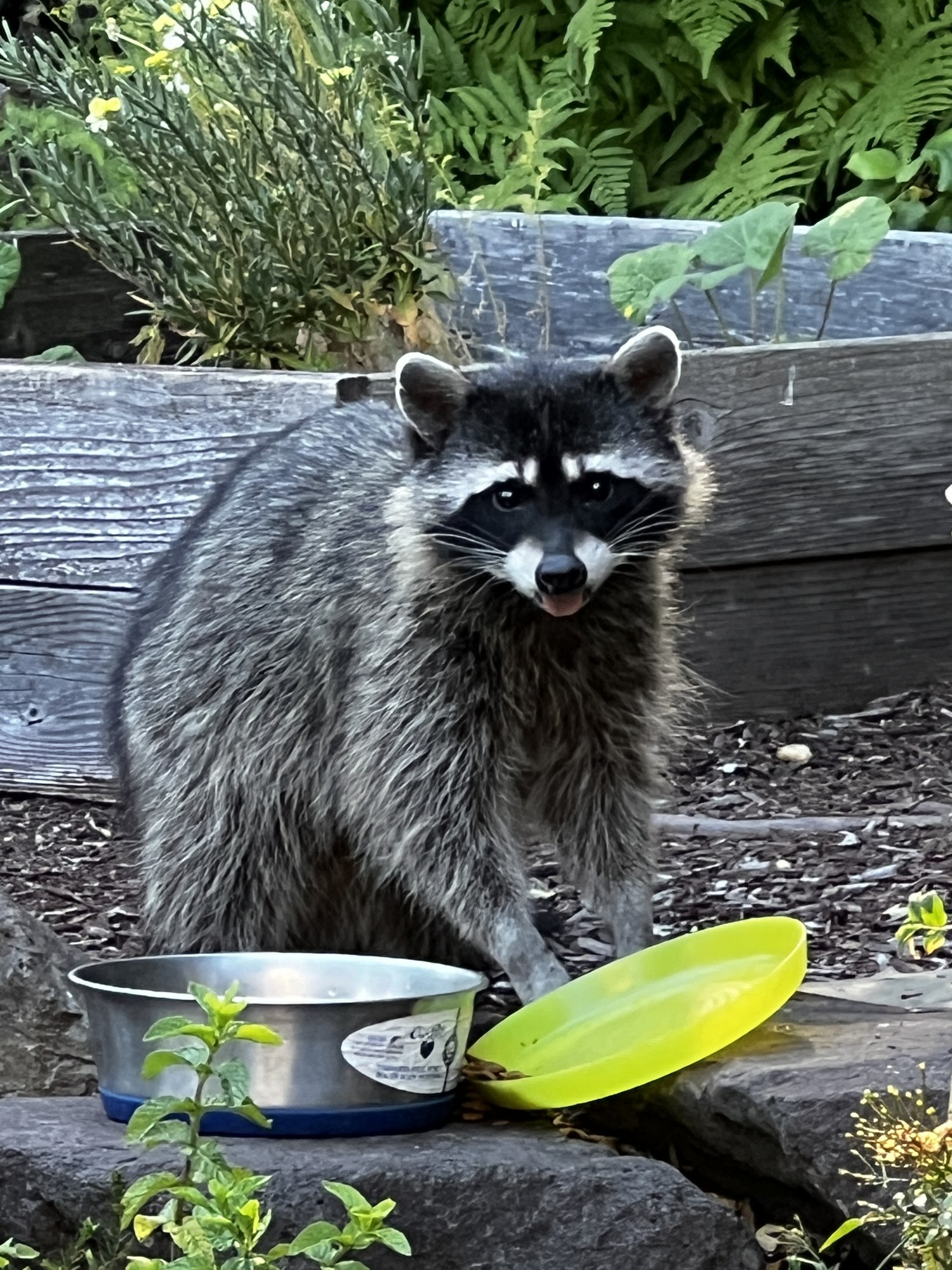 CutiePie in daylight, standing over a metal bowl and a yellow plate on the stone wall, looking straight at the camera.
