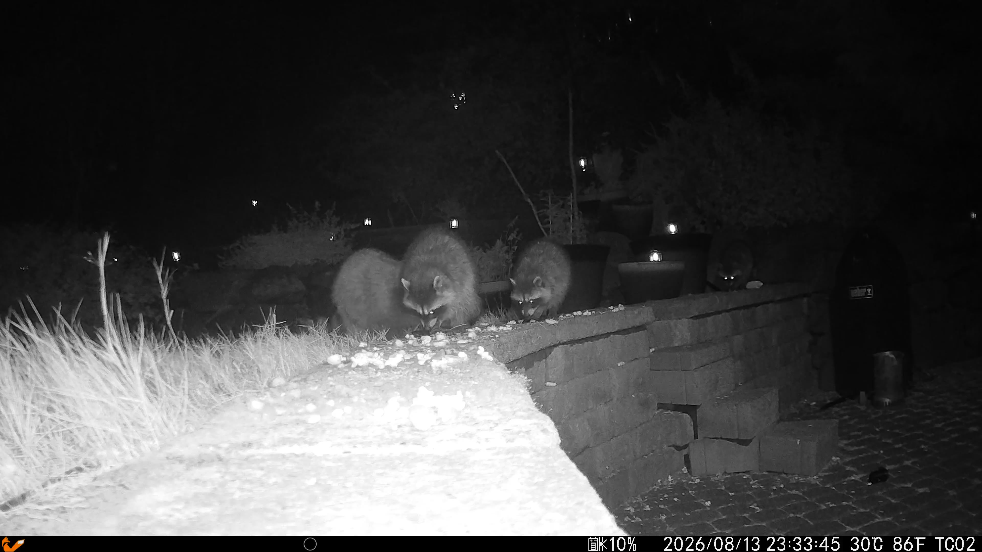 Wide black-and-white infrared trail-camera frame: three raccoons feeding along the top of a stone wall, a fourth watching from behind a plant pot, a covered barbecue at the right edge.