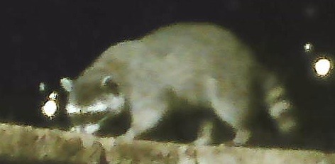 A small, soft, green-tinted infrared webcam crop of a raccoon in profile on a wall at night.