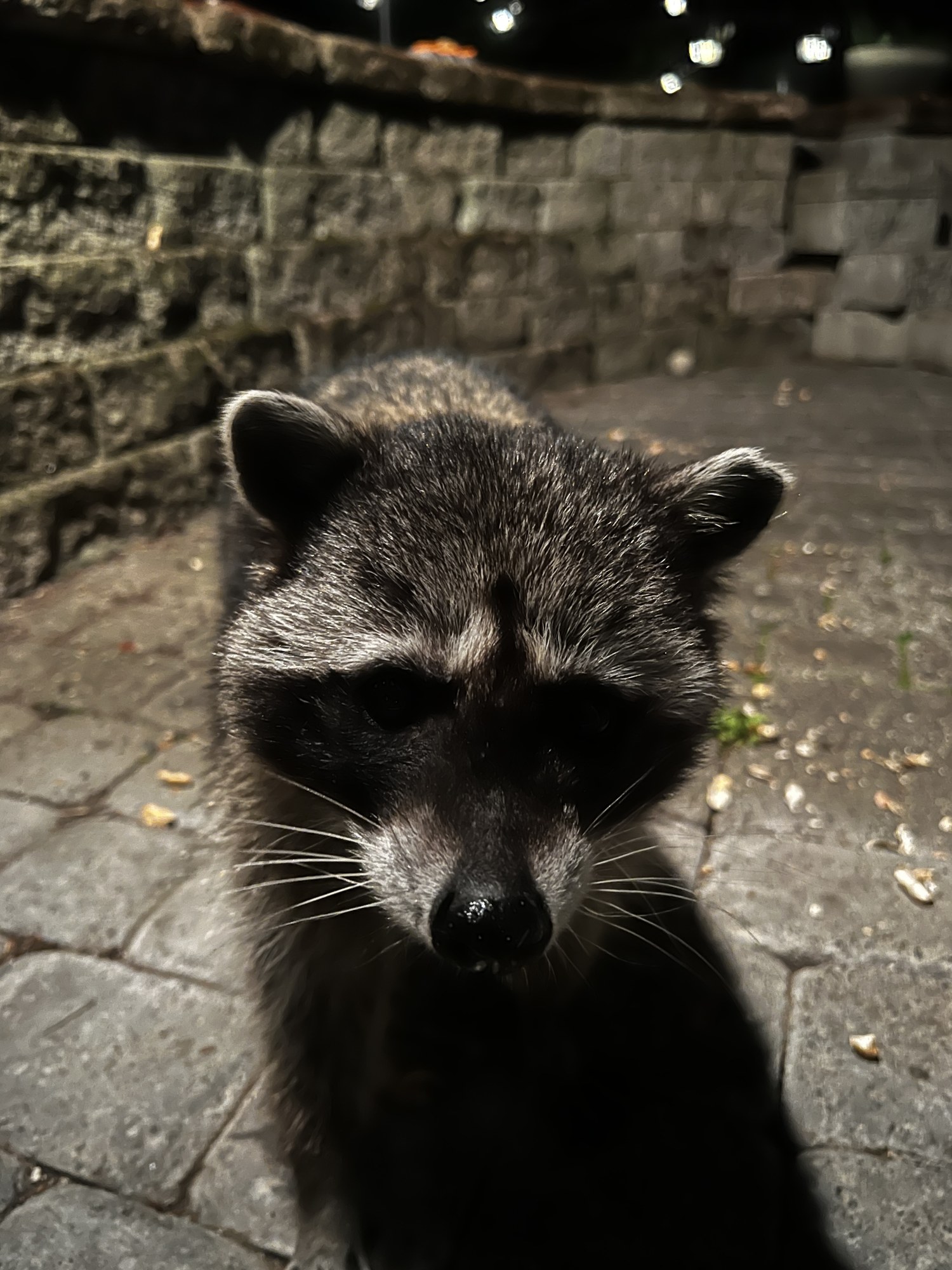 Close-up night photograph of a raccoon facing the camera from ground level, a distinct V-shaped nick in the upper edge of its right ear.