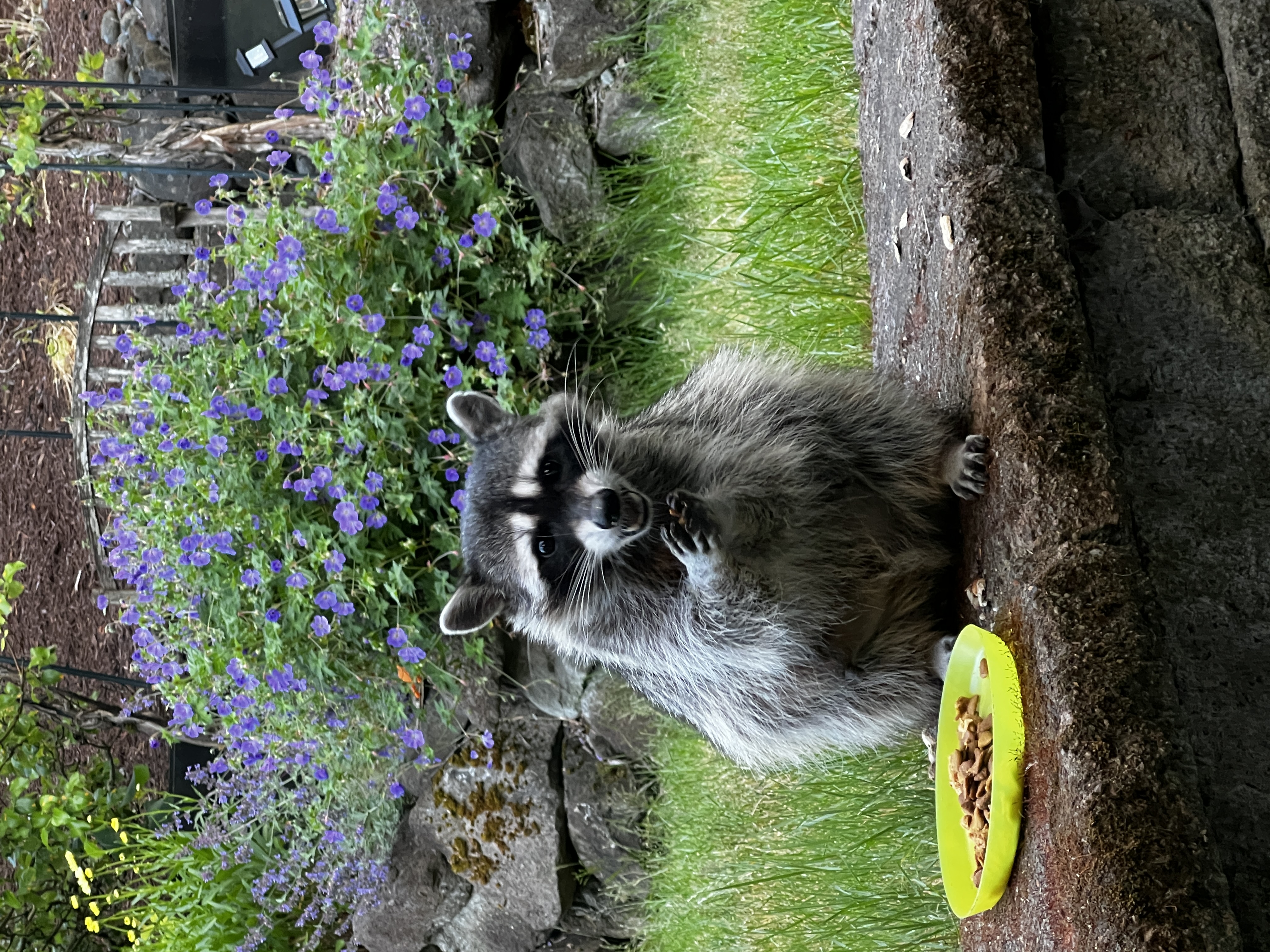 A raccoon sitting upright on a stone garden wall in daylight, looking toward the camera.