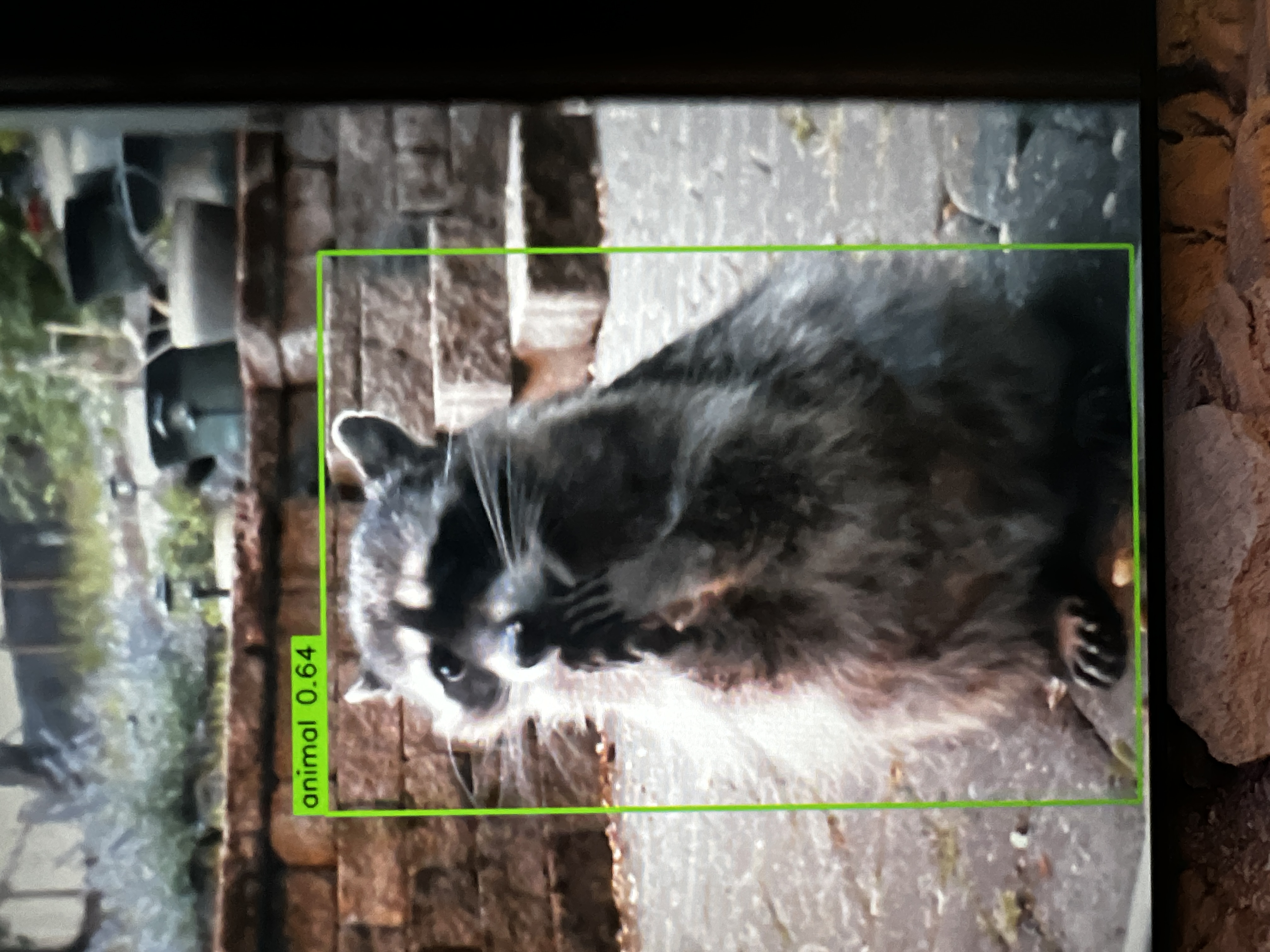 The camera catching Stan on the back deck, a green box drawn around him with a little "animal 0.64" label next to it.
