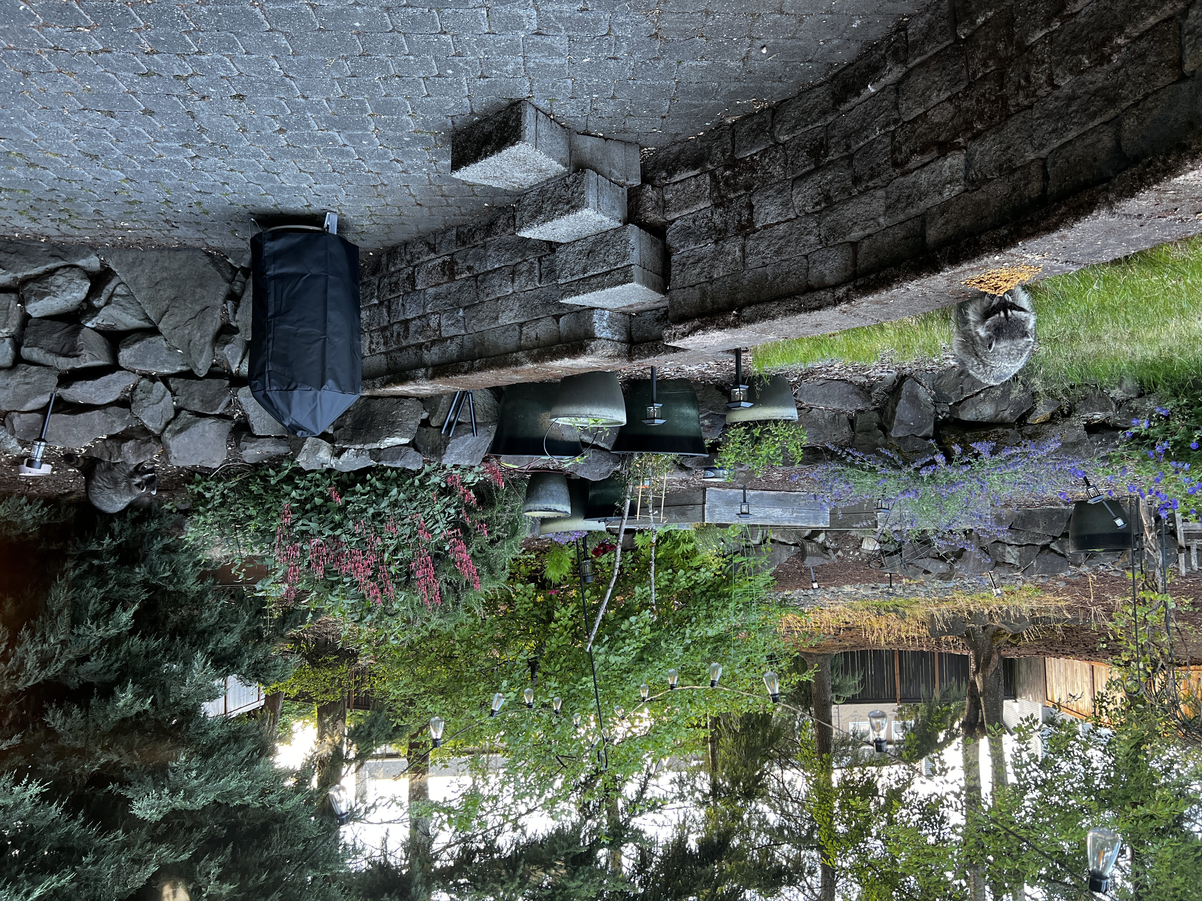 The backyard the camera watches: a low stone wall, a few pots, and the patch of ground where everybody eventually turns up.