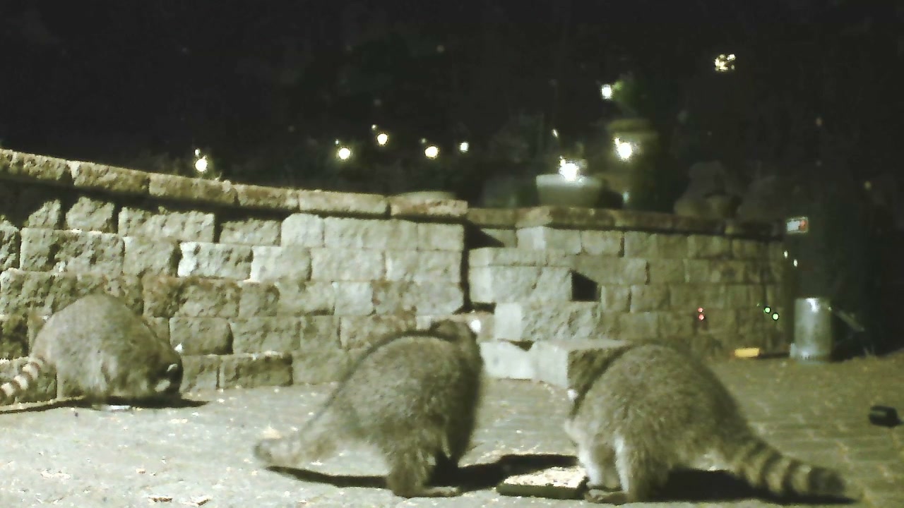 Three raccoons on paving stones in front of a stone wall at night, their banded tails clearly visible.