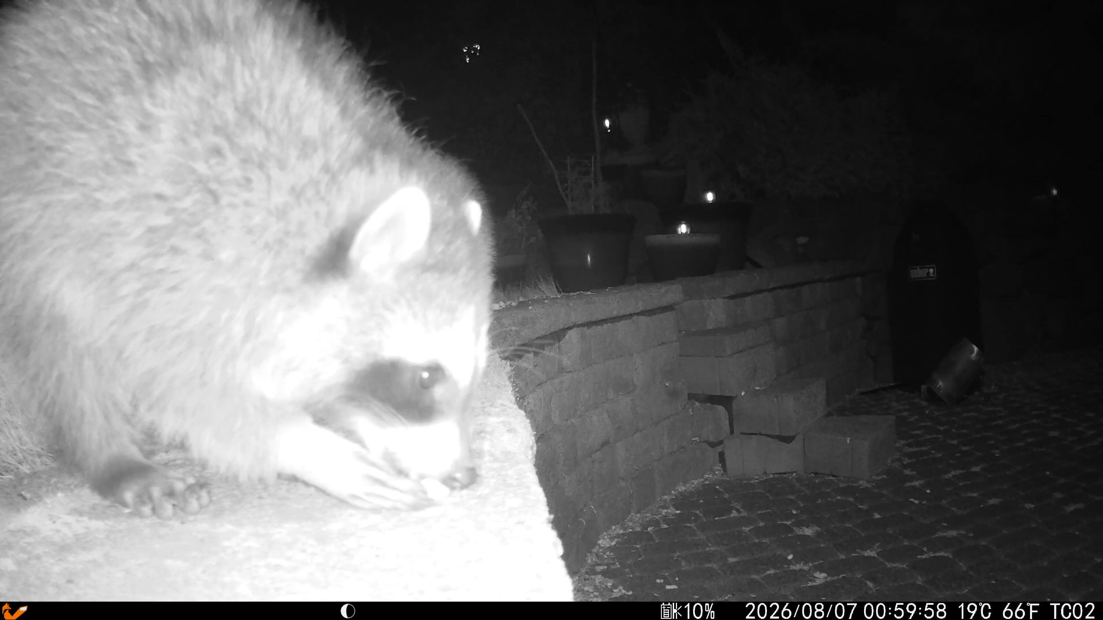 Black-and-white infrared trail-camera frame of a large raccoon in the foreground with a second raccoon behind it on a stone wall.